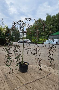 Яблоня Роял Бьюти (Royal Beauty)