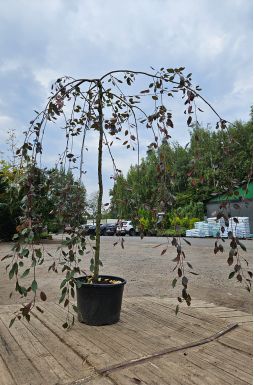 Яблоня Роял Бьюти (Royal Beauty)