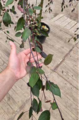 Яблоня Роял Бьюти (Royal Beauty)