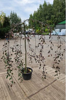 Яблоня Роял Бьюти (Royal Beauty)