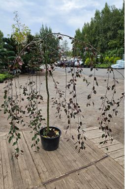 Яблоня Роял Бьюти (Royal Beauty)