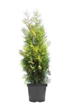 Туя западная Брабант (Brabant)