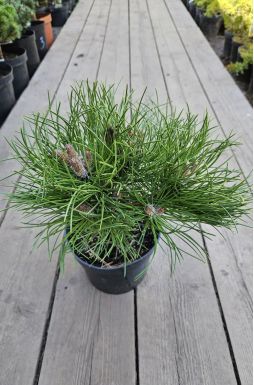 Сосна черная Хельга (Helga)