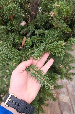 Пихта Фразера (Fraseri)