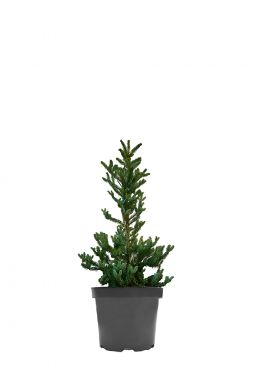 Пихта корейская Сильберлок (Silberlocke)