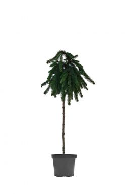 Ель обыкновенная Инверса на штамбе (Inversa Pa)