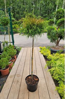 Кипарисовик горохоплодный Санголд на штамбе (Sungold Pa)