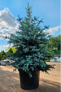 Ель колючая Эдит (Edith)