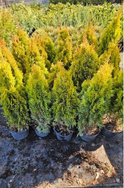 Туя западная Голден Смарагд (Golden smaragd)