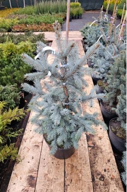 Ель колючая Костер (Koster)