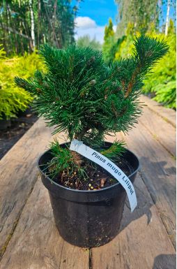 Сосна горная Лиллипут (Liliput)