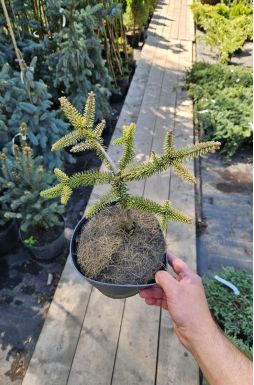 Пихта испанская Аурея (Aurea)