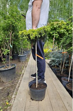 Можжевельник обыкновенный Голдшатц на штамбе (Goldschatz Pa)