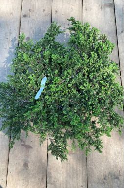 Можжевельник обыкновенный Гринмантл (Greenmantle)