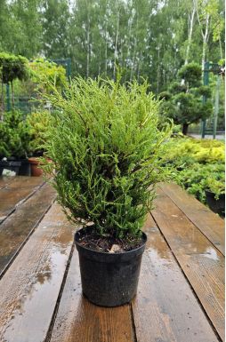 Туя западная Мистер Боулинг Болл (Mr bowling ball)