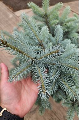 Ель колючая Глаука Глобоза на штамбе (Glauca globosa Pa)