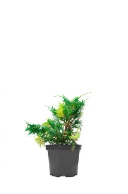 Можжевельник средний Блю энд Голд (Blue and Gold)