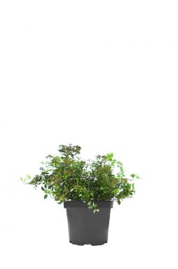 Спирея японская Литл Принцесс (Little Princess)