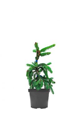 Ель обыкновенная Инверса (Inversa)