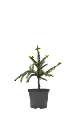 Ель обыкновенная Фробург (Frohburg)