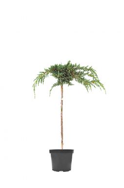 Можжевельник чешуйчатый Блю Спайдер на штамбе (Blue spider Pa)