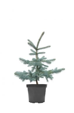 Ель колючая Хупси (Hoopsii)