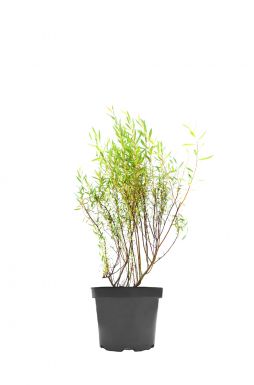 Ива нана Каньон Блю (Canyon Blue)