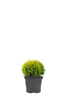 Туя западная Мириам (Mirjam PBR)