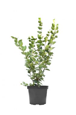 Кизильник блестящий (Iucidus)