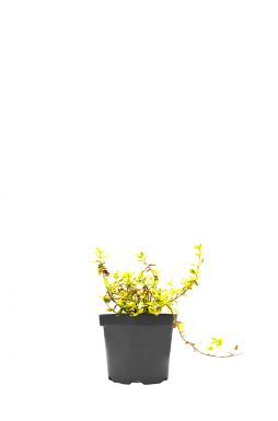 Бересклет форчуна Саншайн (Sunshine)