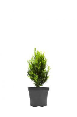 Тис ягодный