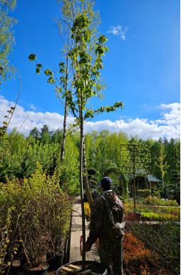 Клен Фримана Отемн Блейз (Autumn Blaze)