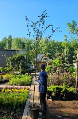 Боярышник Пауль Скарлет (Paul Scarlet)