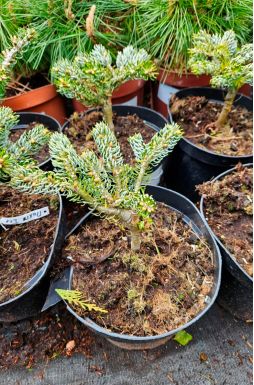 Пихта корейская Айс Брейкер (Ice breaker)