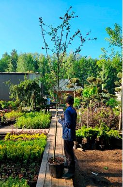 Боярышник Пауль Скарлет (Paul Scarlet)