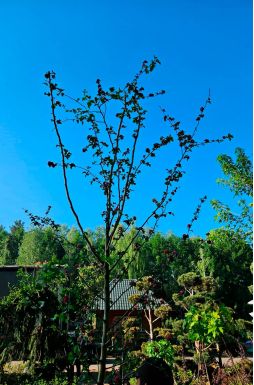 Боярышник Пауль Скарлет (Paul Scarlet)