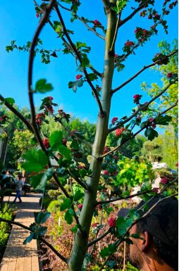 Боярышник Пауль Скарлет (Paul Scarlet)