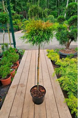 Кипарисовик горохоплодный Санголд на штамбе (Sungold Pa)