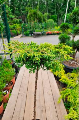 Можжевельник обыкновенный Голдшатц на штамбе (Goldschatz Pa)