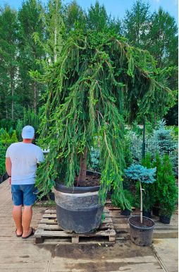 Ель обыкновенная Инверса (Inversa)