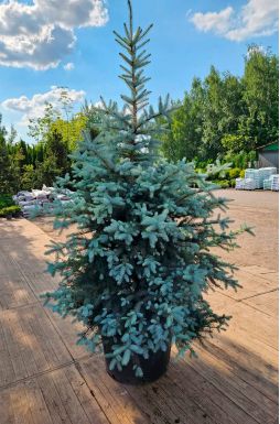 Ель колючая Эдит (Edith)