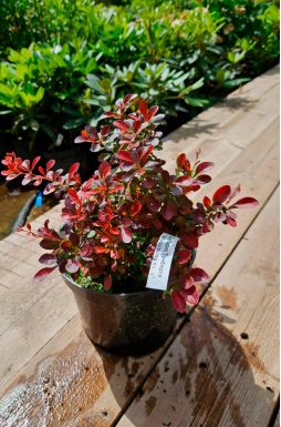 Барбарис тунберга Атропурпуреа Нана (Atropurpurea Nana)