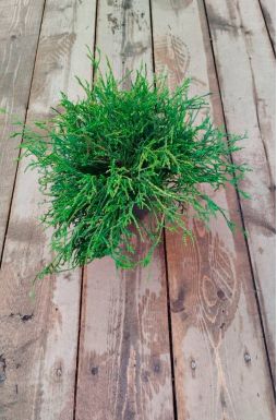 Кипарисовик горохоплодный Филифера Нана (Filifera nana)