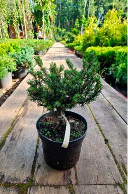 Сосна горная Хампи (Humpy)