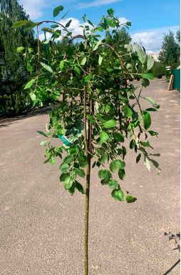 Ива козья Килмарнок на штамбе (Kilmarnock Pa)