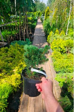 Сосна горная Лиллипут (Liliput)