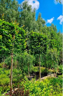 Шпалер из граба