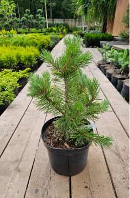 Сосна горная Винтер Голд (Winter gold)