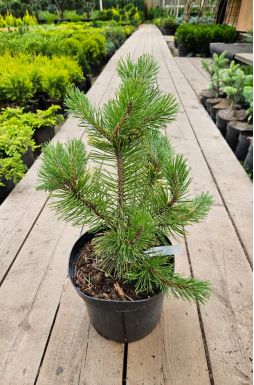 Сосна горная Винтер Голд (Winter gold)