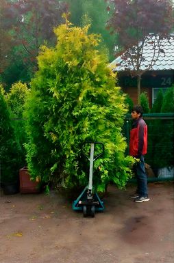 Туя западная Санкист (Sunkist)